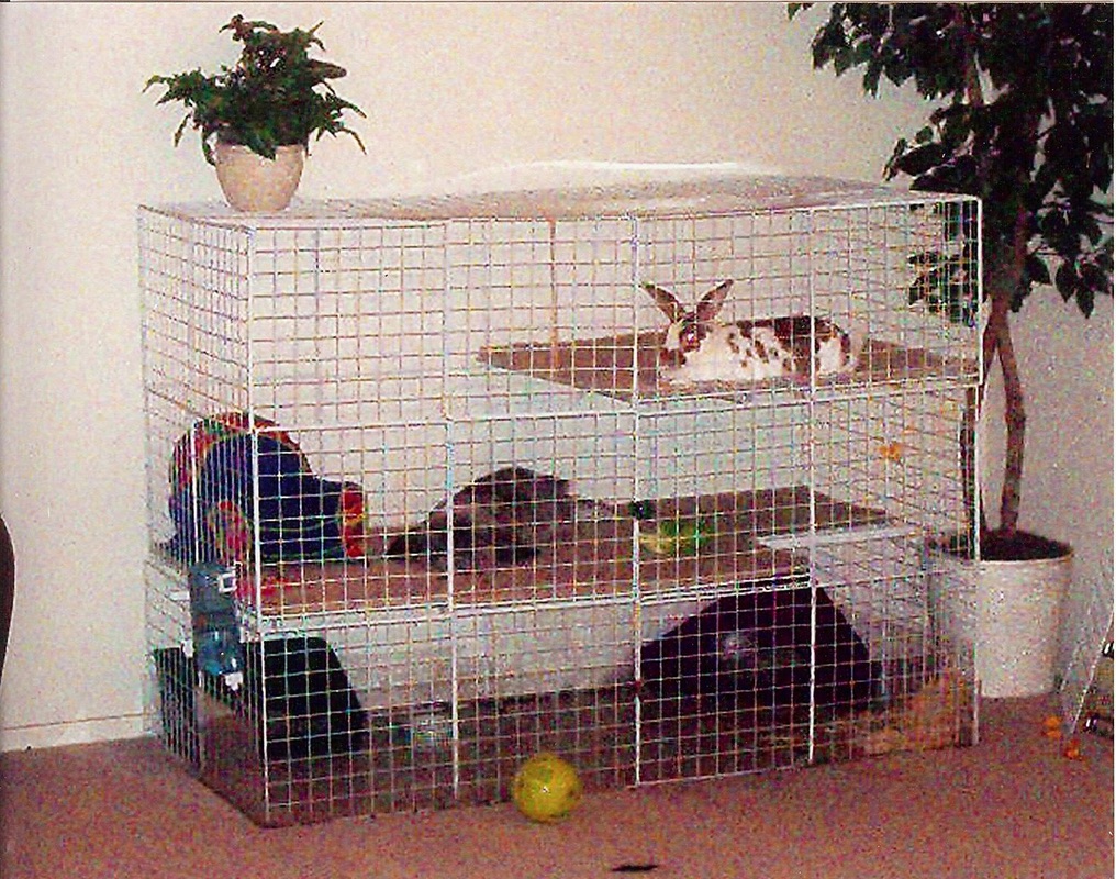 indoor-cages-rabbits-indoors