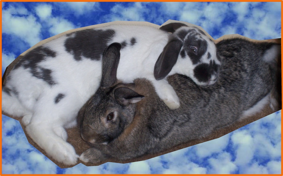 Bonded bunnies mac os download